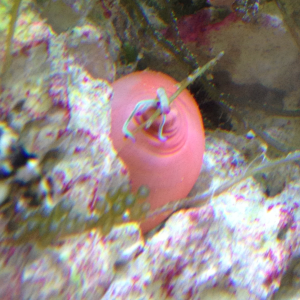 Condy anemone