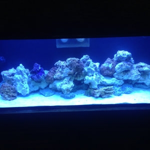 Just added new rock! Caribsea Primo Deco Reef Rock and my own agrocrete!