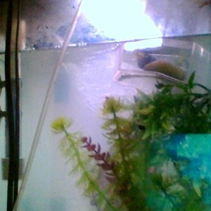 picture of the main tank from the side and at the top right u see the pen for the fry