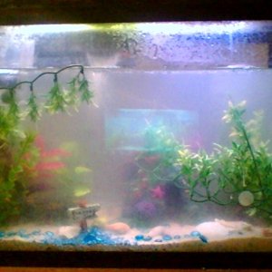 40g tank front