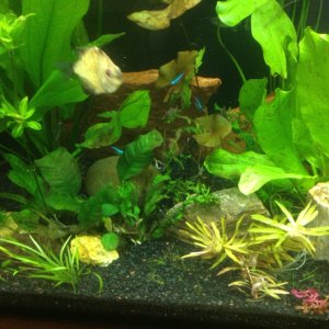 image: After 8 weeks, the plants were stable and now I was able to add my first discus fish. I get my fish from a local breeder to avoid the middle ma