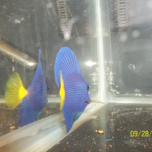 the purple tang in qt
