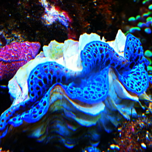 T maxima clam