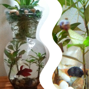 In this ecosystem are snails, shrimp and a betta; more may come later.
