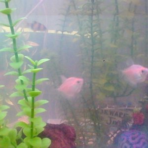 2 new white colored skirt tetras and 1 new tiger barb