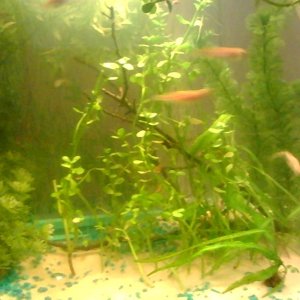 zebra danios both gold and black types. sorry they are fast that's why pics are blurry