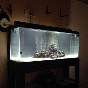 New saltwater tank! 3 pieces of live rock, 8lb each.
