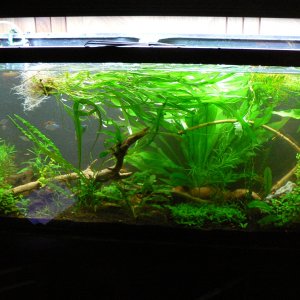 55g rescape during 10 15 2013