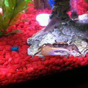 my gold fidler crab and green cory