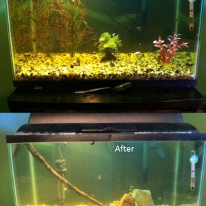 Before and After of My 10G! ((Home to Betta and Platy)) 

--Pre-Anubias propagation--