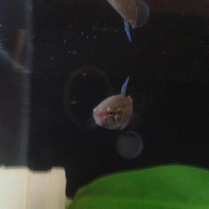 female Siamese fish