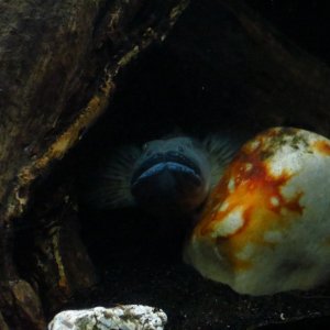 Gobioides broussonnetii, aka Dragon Goby, peeking out and flaring up at me from his hiding spot under a driftwood stump.