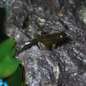 Bullfrog with tail
