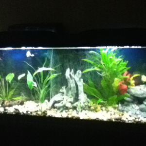 60 gal main tank with Fuscus, golden cichlids , jack Dempsey, African leaf fish, Pictus cat. Sword plants( forgot clay substrate working on it.