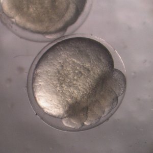 This is an egg of the tench (Tinca tinca) just 8 cells old
