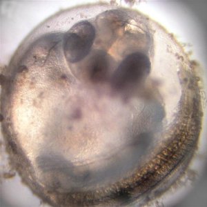 Here is a developing larva of the common carp (Cyprino carpio 32 hours old.