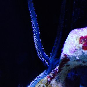 Spiny Star Fish