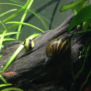 horned and zebra nerite snails