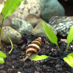 assasin snail