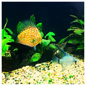 discus, black angel, blue angel and gold pleco
