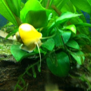 One of the many baby golden mystery snails.