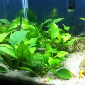 The left portion of the tank.