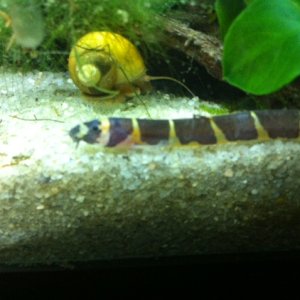 One of the many striped kuhli loaches.