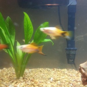 Mickey mouse platy