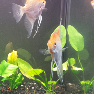 Angelfish pair
