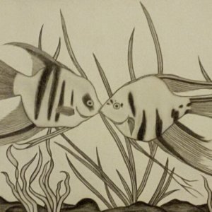 A charcoal drawing of my angel fish I drew