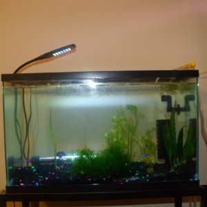 shrimp tank