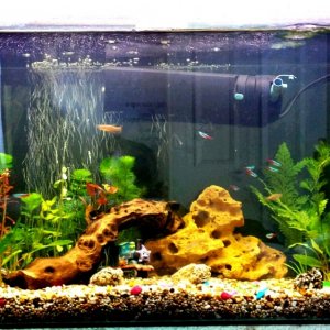 More plants and fish added end of feb :)