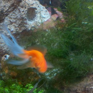 2012 05 20 Fantail wintering over in the tank, trying to look like a Butterfly Koi.