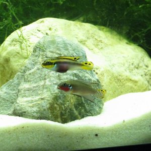 Pelvicachromis taeniatus Nigerian red