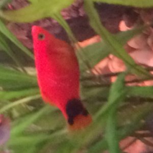 Mickey Mouse platy
