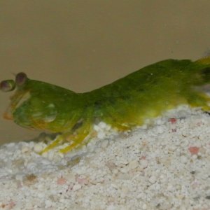 young mantis hitchhiker