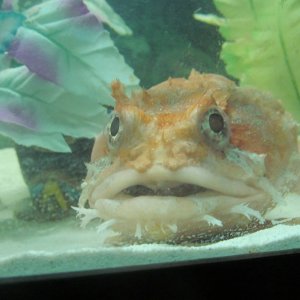 crush an awesome orange toadfish!!
