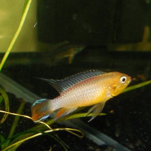 Agassizi Fire Red Male