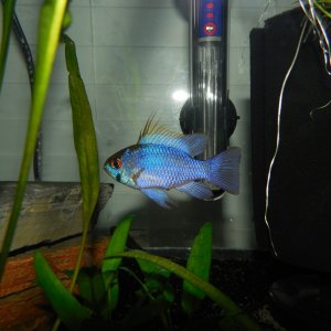 Electric Blue Ram - Male from my breeding pair
