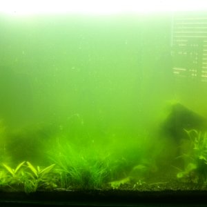 Tank with major algae problems despite dosing 7ml of metricide every day and having 2bps of co2 being injected. Finally got it cleared up with a 9w UV
