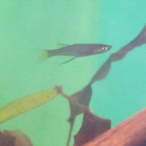 Female Threadfin