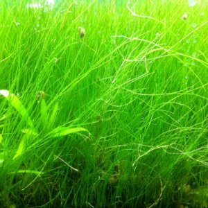 My "dwarf" hairgrass jungle.