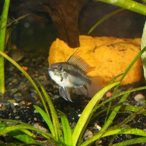 Apistogramma Triafasiata Rio Guapore F1- A youngin as well.  Will be really cool once he gets a little bigger