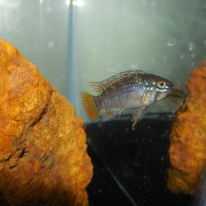 Apistgramma Sp. Pebas F1 - A male just starting to get his color.  I didn't clean the glass before the pictures