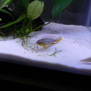 Apistogramma Tefe Pearl Orange Pair - This pair recently spawned for me for the first time 5/13/14