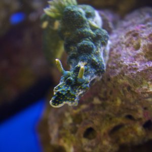 Green frilly sea slug (forest)