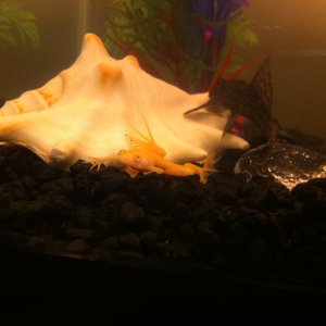 my cute African Albino Frog
20 gal long coldwater