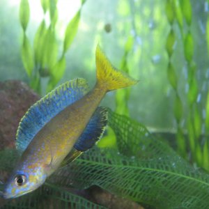cyprichromis microlepidotus caramba