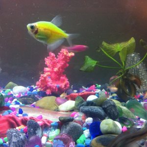 glofish and neon
29 gal freshwater