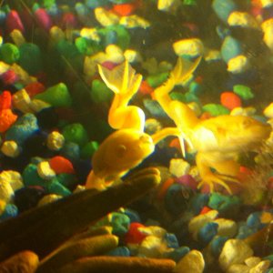 frog
20 gal long coldwater